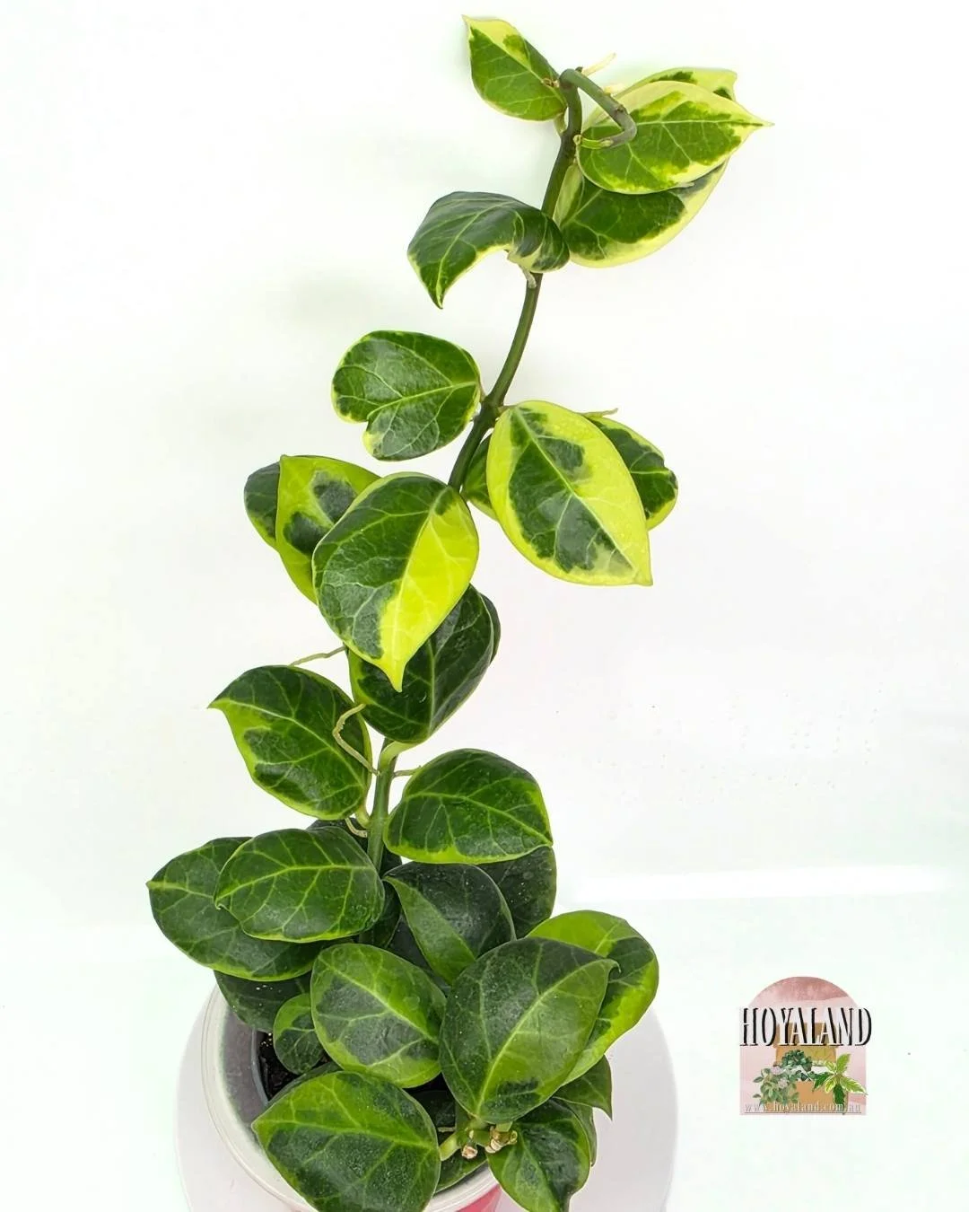 その他観葉植物 Hoya Chinghungensis Variegated 🍂 Hoya chinghungensis variegata | Hoyaland Rare Plants Australia